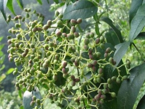 ��ͩƤ�Ĺ�Ч������ ��ͩƤ�ĸ���