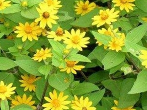 ·�ԾյĹ�Ч������ ·�Ծյ��÷�����