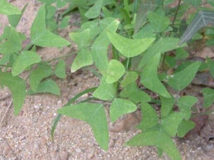 ˫�ɺ����Ĺ�Ч������ ˫�ɺ����ĸ���