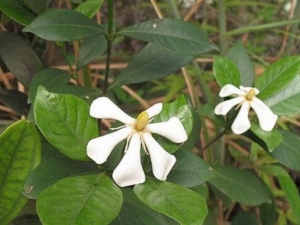 ˮ��֦�Ĺ�Ч������ ˮ��֦���÷�����