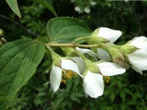 ɽ÷����Ƥ�Ĺ�Ч������ ɽ÷����Ƥ����θʹ��