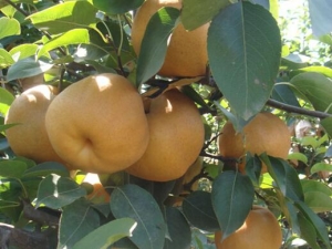 ������Ӫ����ֵ ������ʳ�÷���