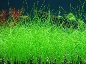 ɽţëձ�Ĺ�Ч������ ɽţëձ���÷�����