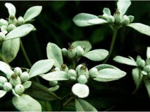 ��ѩ���޲ݵĹ�Ч������ ��ѩ���޲ݵ��÷�����