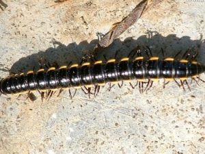 ɽ�˳�Ĺ�Ч������ ɽ�˳��ҩ������