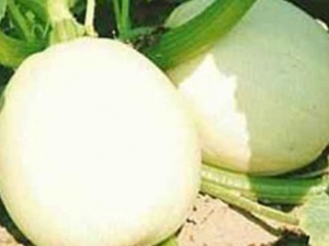 �׽�ϵ�Ӫ����ֵ �׽�ϵ�ʳ�÷���