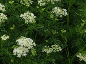 �����账�� �����蹦Ч �������������