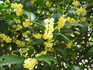 ɽ�𻨵Ĺ�Ч������ ɽ�𻨵ĸ�������