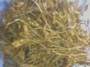 茱苓草的功效与作用 茱苓草的附方