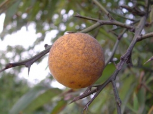 ����Ĺ�Ч������ ����ĸ���