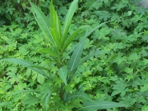 ɽݫ�ĵĹ�Ч������ ɽݫ�ĵ��÷�����