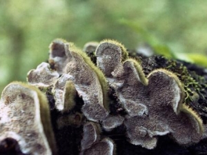 ����Ĺ�Ч������ ������÷�����