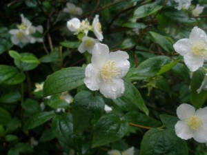 ëҶľͨĹЧ ëҶľͨĸ