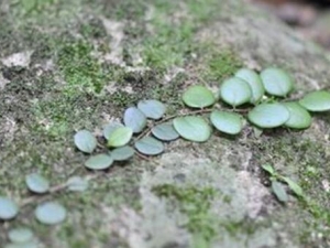 �������Ĺ�Ч������ ���������÷�����