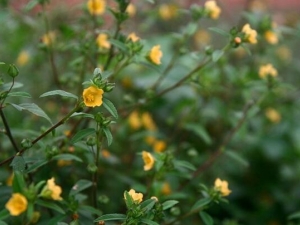 ţ�߽�Ĺ�Ч������ ţ�߽���÷�����