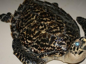 ����ɢ���� ����ɢ��Ч ����ɢ��������