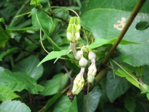 ˫���˵Ĺ�Ч������ ˫�������ν�����