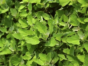 �һҲ˵�Ӫ����ֵ �һҲ˵�ʳ�÷���