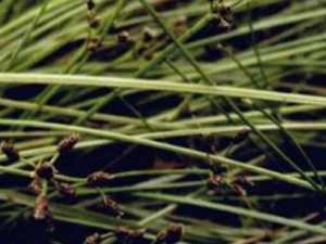 Ʈ����_Ʈ���ݵĹ�Ч|�÷�