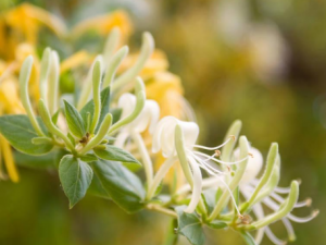 ����������Щ��Ч ���������β�ƫ��