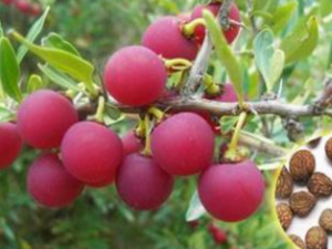 ި��_ި�˵Ĺ�Ч|�÷�����