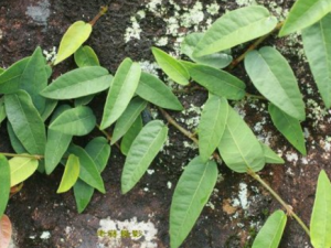 �ļ�Ƥ����ڶ�����Щԭ�� ����Ƥ����ڵ�ԭ��