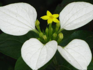 �׳�ɽ_�׳�ɽ�Ĺ�Ч|�÷�