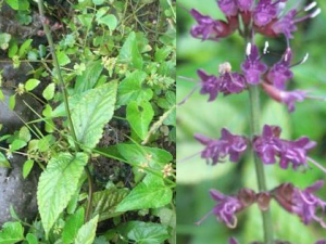 �ײ�ҩ_�ײ�ҩ�Ĺ�Ч����|��������