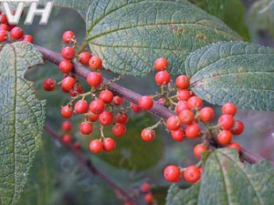 ���ͷ_���ͷ�Ĺ�Ч|����