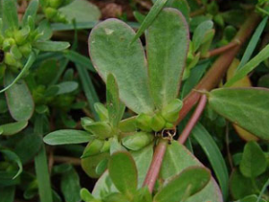 ���ݲ�_���ݲݵĹ�Ч|�÷�