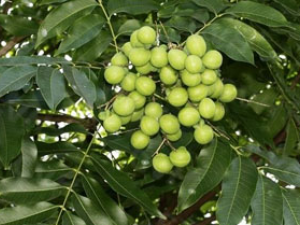 ľ����_ľ�����Ĺ�Ч|�÷�