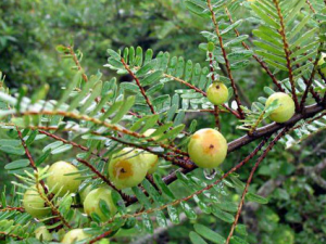 �����_����ӵĹ�Ч|�÷�