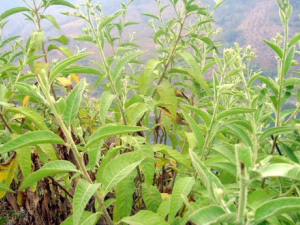 ������_������Ĺ�Ч|�÷�����