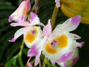 ��������Щ��Ч ���Ƚⶾ��Ѫѹ