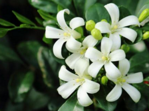 ������Ĺ�Ч �����߳�ҧ������ֹʹ