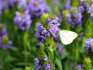 �Ŀݲ�����Щ���� �Ŀݲݿ��Խ�Ѫѹ