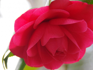 õ�廨��ʳ������