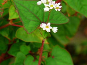 ��ô�����ʺ��� �����ʺ��׵���ʮ��С����