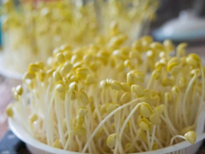 ��ѿ��Ӫ����ֵ ��ͬ��ѿ��Ч����ͬ