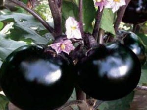 ���ӵĹ�Ч������ ���ӿ��Է���θ��