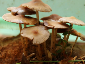 ���Ⱦ��Ĺ�Ч������ ���Ⱦ���Ӫ����ֵ