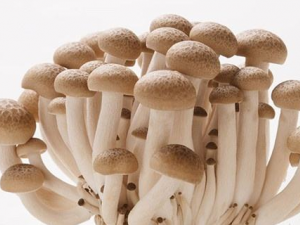 �����Ĺ�Ч������ ������Ӫ����ֵ