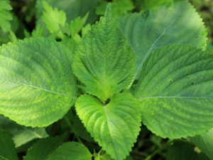 ����޼����Ӥ����ļ��� ������Щ��ҩ����Խ��Խ��