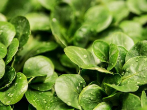 ���ĵ�Ӫ����ֵ����Щ