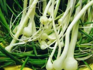 ޯ�Ĺ�Ч������ �����ѡޯ