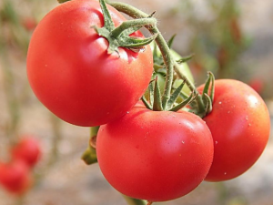 ���������ʲô�˺��� �Ƽ�8��Ӫ����Ʒ