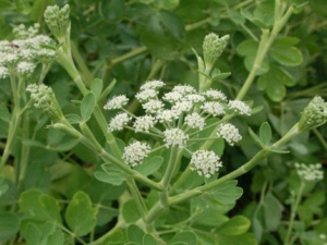 ��˥����Ӧ��ε��� ��˥���ߵ���ʳ����