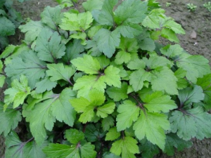 ����˵Ĺ�Ч������