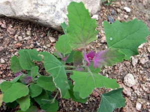 �һҲ˵Ĺ�Ч�����ü�����