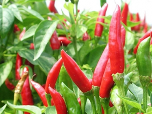 �������߲���ʳ������ 3���˳������������